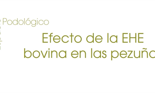 Efecto de la EHE bovina en las pezuas