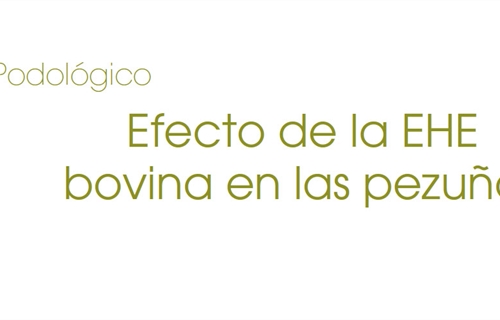 Efecto de la EHE bovina en las pezuas