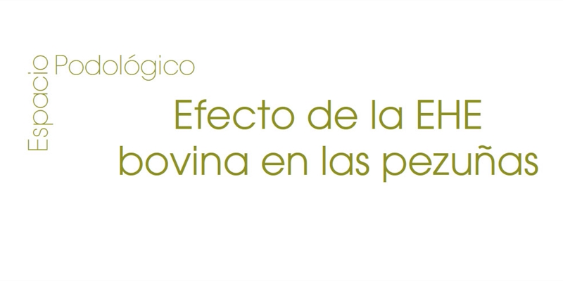 Efecto de la EHE bovina en las pezuas