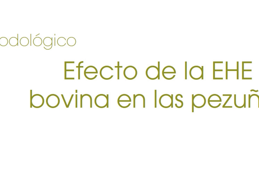 Efecto de la EHE bovina en las pezuas