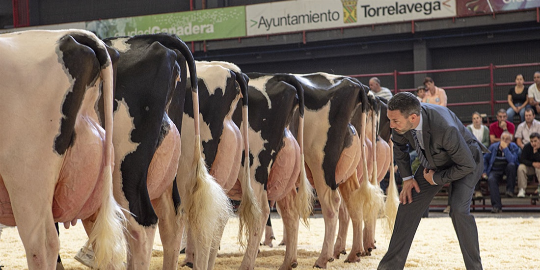Otra mirada al Concurso Regional de Ganado Vacuno Frisn de Cantabria 2024