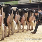 Otra mirada al Concurso Regional de Ganado Vacuno Frisn de Cantabria 2024