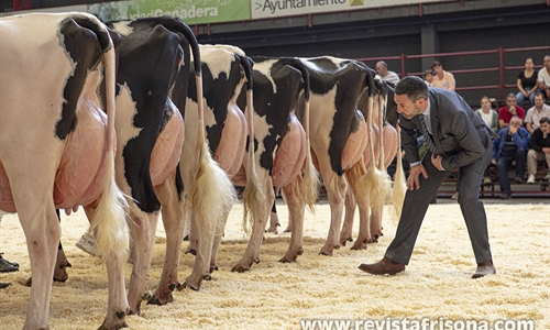 Otra mirada al Concurso Regional de Ganado Vacuno Frisn de Cantabria 2024