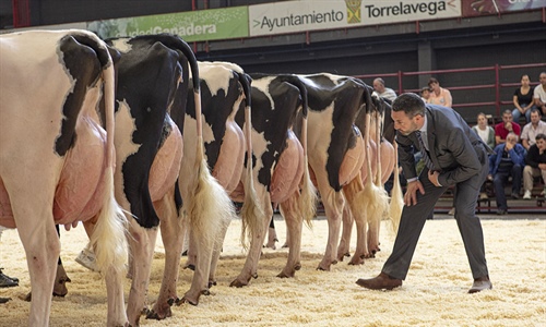 Otra mirada al Concurso Regional de Ganado Vacuno Frisn de Cantabria 2024