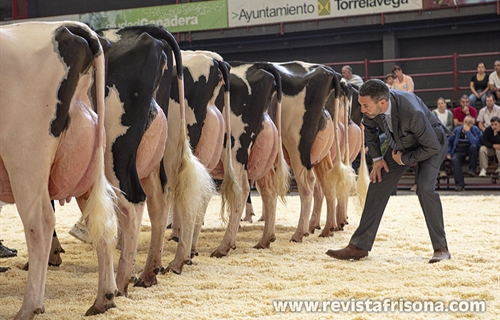Otra mirada al Concurso Regional de Ganado Vacuno Frisn de Cantabria 2024