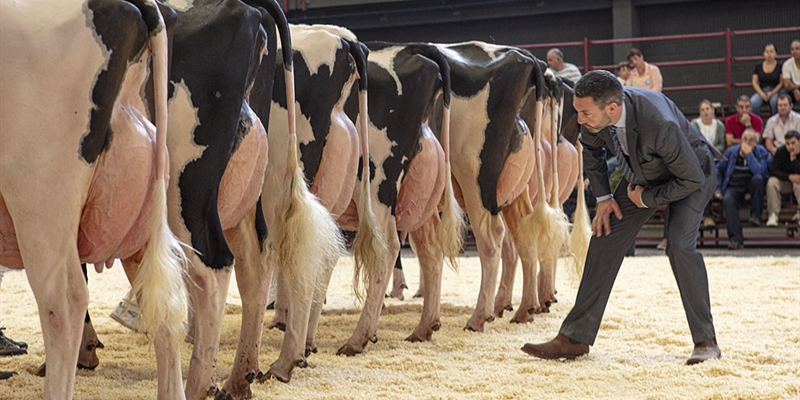 Otra mirada al Concurso Regional de Ganado Vacuno Frisn de Cantabria 2024