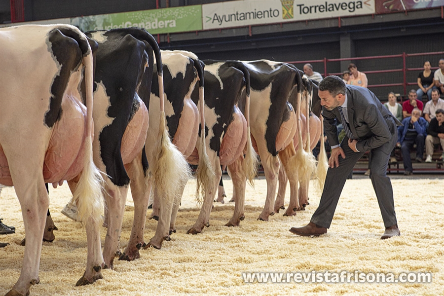 Otra mirada al Concurso Regional de Ganado Vacuno Frisn de Cantabria 2024