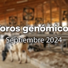 Nuevos toros genmicos con Prueba Oficial: Evaluacin genmica de septiembre 2024
