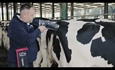 Vdeo: Nuevo Servicio CONAFE de Preseleccin de Hembras de Vacuno de Raza Frisona