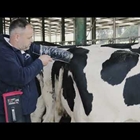 Vdeo: Nuevo Servicio CONAFE de Preseleccin de Hembras de Vacuno de Raza Frisona