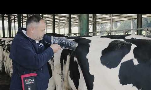 Vdeo: Nuevo Servicio CONAFE de Preseleccin de Hembras de Vacuno de...