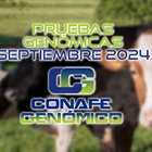 Actualizacin de las pruebas genmicas de Hembras CONAFE Septiembre 2024