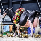 Llinde Ariel Jordan (SAT Ceceo) gana por quinta vez consecutiva el Concurso Nacional de Raza Frisona