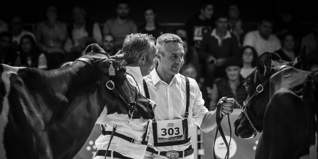 Fotos de las secciones de Vacas en lactacin