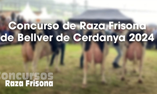 Concurso de Raza Frisona de Bellver de Cerdanya 2024