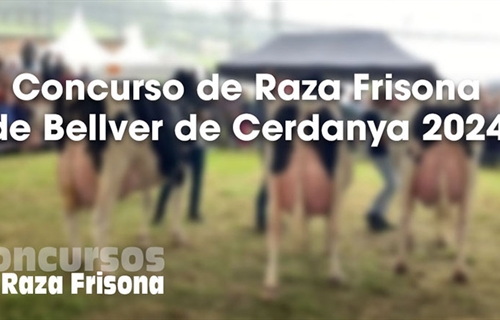 Concurso de Raza Frisona de Bellver de Cerdanya 2024
