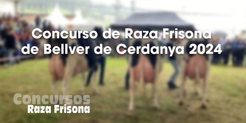 Concurso de Raza Frisona de Bellver de Cerdanya 2024
