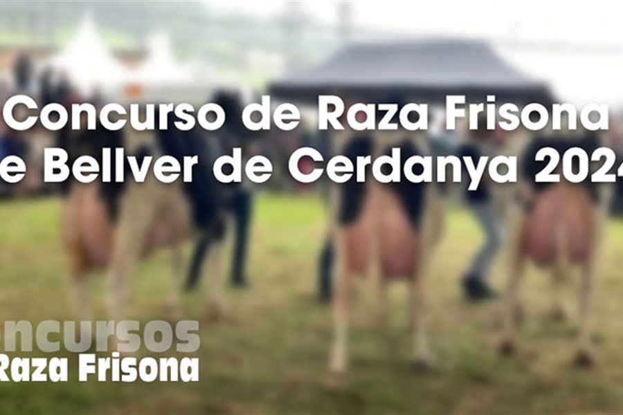 Concurso de Raza Frisona de Bellver de Cerdanya 2024