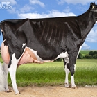 Fotos oficiales del 44 Concurso Nacional de la Raza Frisona CONAFE 2024