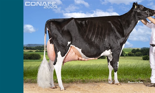 Fotos oficiales del 44 Concurso Nacional de la Raza Frisona CONAFE 2024