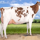 Fotos oficiales de terneras, novillas y vacas rojas del 44 Concurso Nacional de la Raza Frisona CONAFE 2024