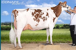 Fotos oficiales de terneras, novillas y vacas rojas del 44 Concurso Nacional de la Raza Frisona CONAFE 2024