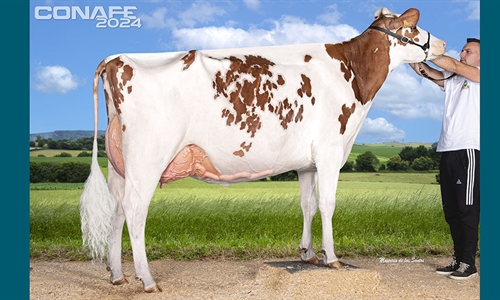 Fotos oficiales de terneras, novillas y vacas rojas del 44 Concurso...