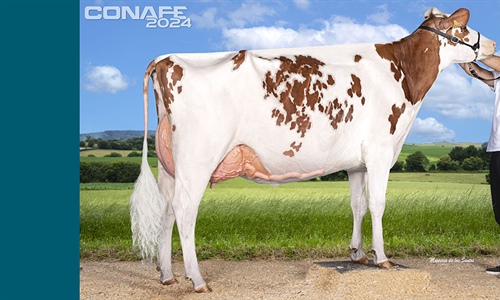 Fotos oficiales de terneras, novillas y vacas rojas del 44 Concurso...