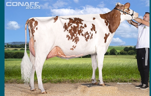 Fotos oficiales de terneras, novillas y vacas rojas del 44 Concurso...