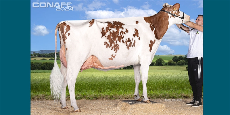 Fotos oficiales de terneras, novillas y vacas rojas del 44 Concurso Nacional de la Raza Frisona CONAFE 2024