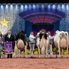 Jeffrey-Way Hard Rock Twigs, Vaca Gran Campeona de Madison 2024 en categora holstein