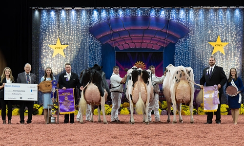Jeffrey-Way Hard Rock Twigs, Vaca Gran Campeona de Madison 2024 en...