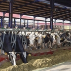 UPA vaticina un descenso de la produccin de leche en lo que resta de 2024