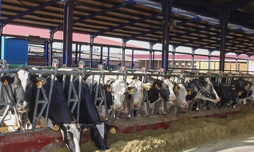 UPA vaticina un descenso de la produccin de leche en lo que resta de 2024