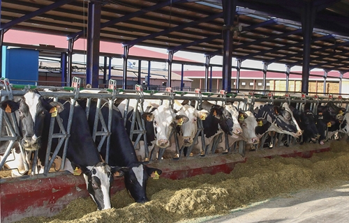 UPA vaticina un descenso de la produccin de leche en lo que resta de 2024