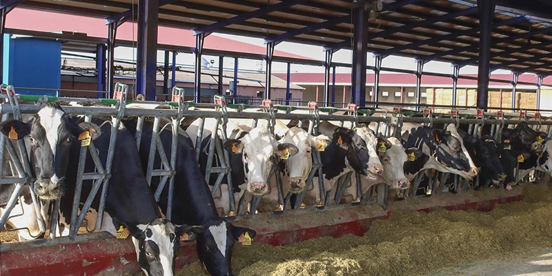 UPA vaticina un descenso de la produccin de leche en lo que resta de 2024