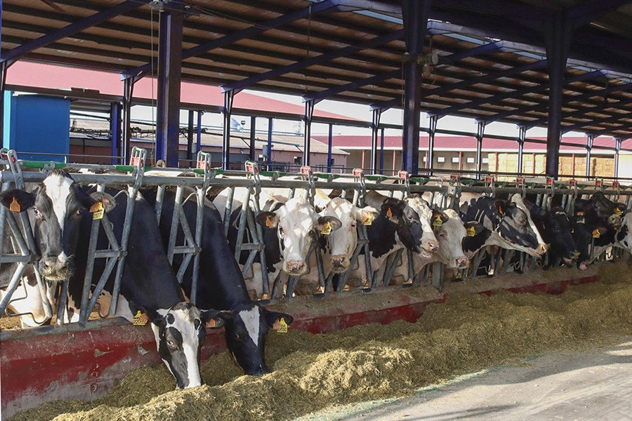 UPA vaticina un descenso de la produccin de leche en lo que resta de 2024
