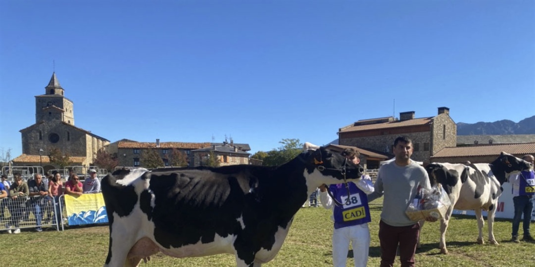 Ponderosa Crushabull Wolly ET (Can Pou), Vaca Gran Campeona de Bellver...