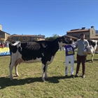 Ponderosa Crushabull Wolly ET (Can Pou), Vaca Gran Campeona de Bellver de Cerdanya 2024