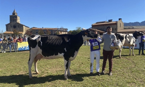 Ponderosa Crushabull Wolly ET (Can Pou), Vaca Gran Campeona de Bellver...