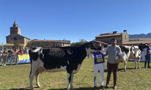 Ponderosa Crushabull Wolly ET (Can Pou), Vaca Gran Campeona de Bellver...