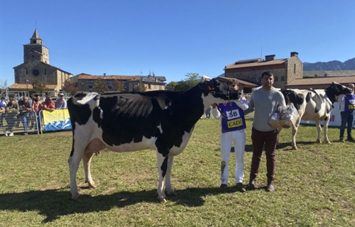 Ponderosa Crushabull Wolly ET (Can Pou), Vaca Gran Campeona de Bellver...