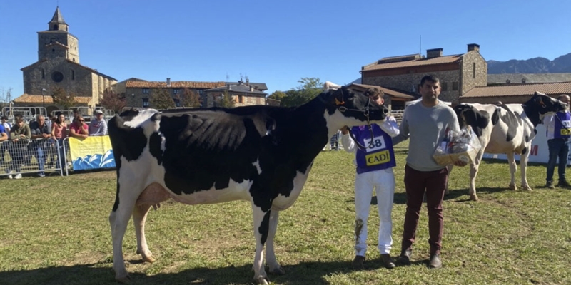Ponderosa Crushabull Wolly ET (Can Pou), Vaca Gran Campeona de Bellver de Cerdanya 2024