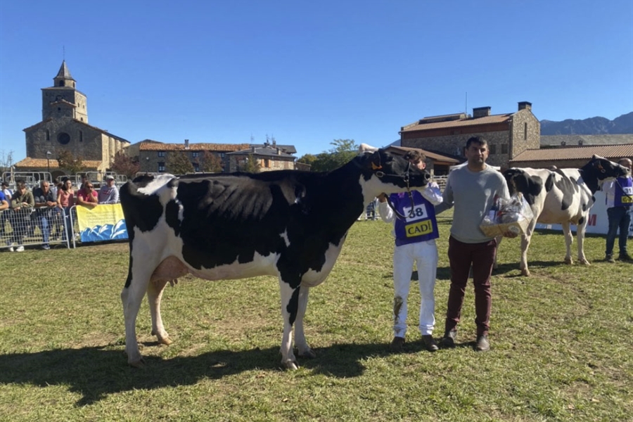 Ponderosa Crushabull Wolly ET (Can Pou), Vaca Gran Campeona de Bellver...