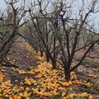Agroseguro recuerda que los daos provocados por la DANA estn cubiertos por el sistema de seguros agrarios