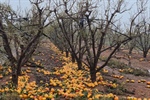 Agroseguro recuerda que los daos provocados por la DANA estn cubiertos por el sistema de seguros agrarios
