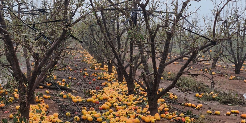 Agroseguro recuerda que los daos provocados por la DANA estn cubiertos por el sistema de seguros agrarios