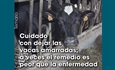 Cuidado con dejar las vacas amarradas; a veces el remedio es peor que la enfermedad