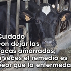 Cuidado con dejar las vacas amarradas; a veces el remedio es peor que la enfermedad