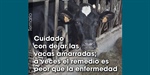 Cuidado con dejar las vacas amarradas; a veces el remedio es peor que la enfermedad